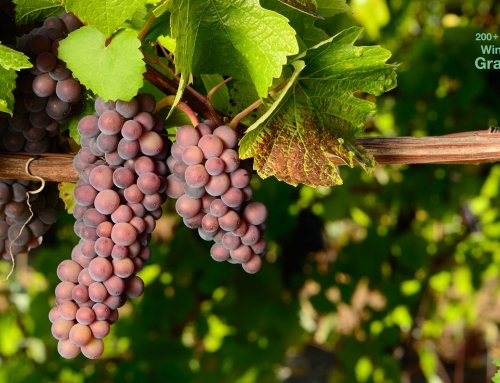 “Burgunder” Wine Grapes, part II