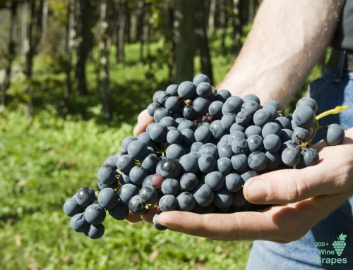 Unfolding the “Burgunder” Wine Grapes